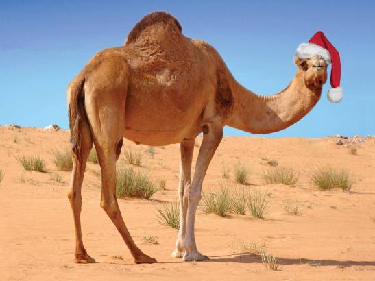 xmascamel